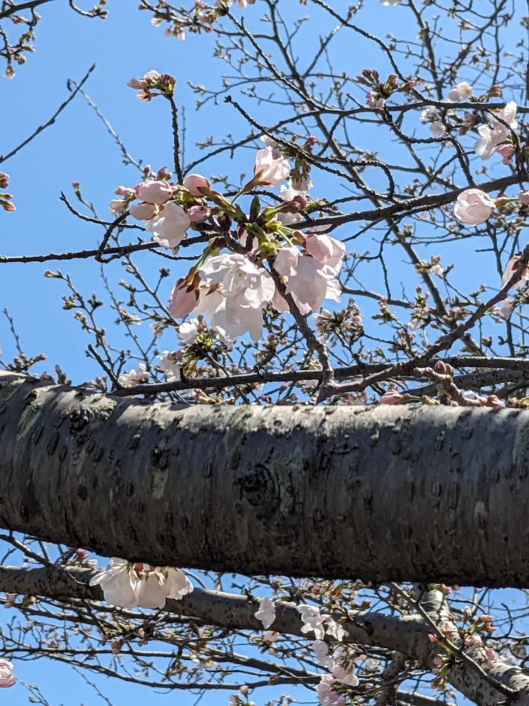 🌸桜の季節に🌸お花見会の様子〜えがお土河原〜